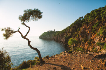 Big pine tree on the Prince island, Buyukada, Turkey, Istanbul