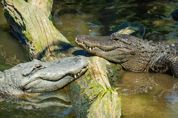 Large Alligators basking in the sunlight at an alligator farm in St Augustine Florida.