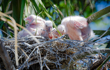 Roseate Spoonbill chicks in the nest at in a wetland rookery in St Augustine Florida. © Wildspaces