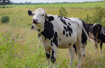 cow in wild flower field green meadow dairy farm agriculture