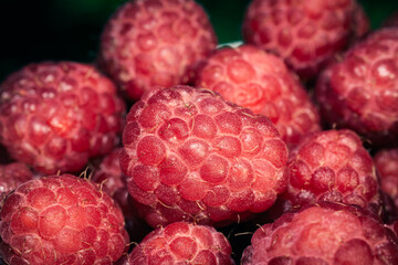Close up shot of fresh ripe red raspberries in the garden