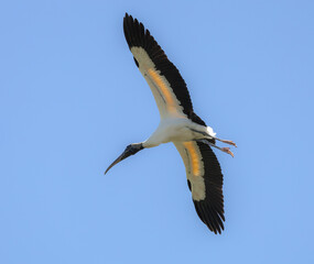 Woodstork flying above a wetland rookery in St Augustine Florida.