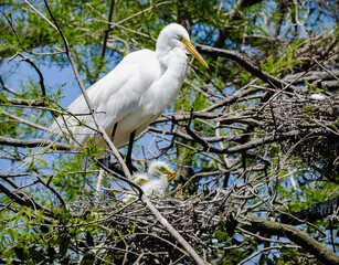 Great egret chicks in the nest in St Augustine Florida. Egret chicks grow fast and are able to fly out of the nest in about 6 weeks.