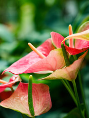 Kolorowe kwiaty w ogrodzie botanicznym © Patryk