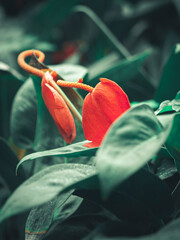 Kolorowe kwiaty w ogrodzie botanicznym © Patryk