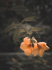 Kolorowe kwiaty w ogrodzie botanicznym © Patryk