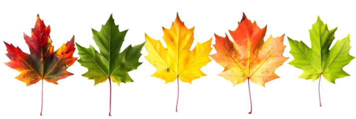 Autumn Leaves Transitioning Colors