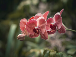 Kolorowe kwiaty w ogrodzie botanicznym © Patryk