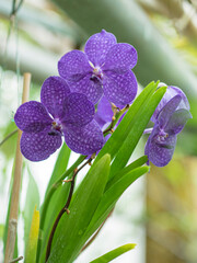 Kolorowe kwiaty w ogrodzie botanicznym © Patryk