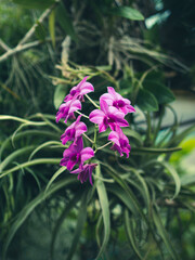 Kolorowe kwiaty w ogrodzie botanicznym © Patryk