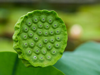 Kolorowe kwiaty w ogrodzie botanicznym © Patryk