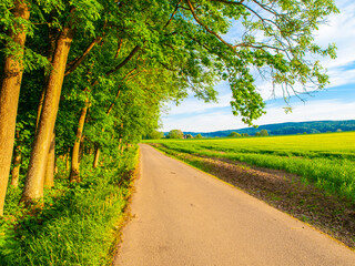 A paved road winds through a line of trees on a sunny day. The road leads to a grassy field in the...