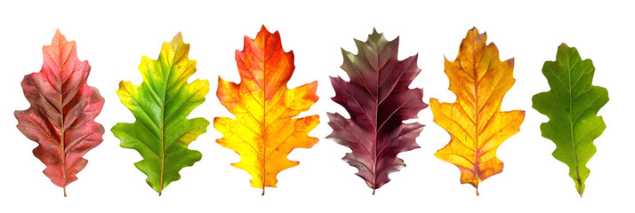 Oak Leaf Color Transitions in Autumn