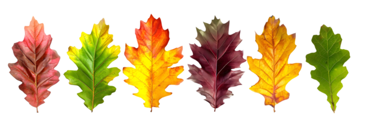 Oak Leaf Color Transitions in Autumn