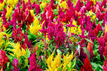 Colourful different flowers blooming in garden. Celosia flower or Cockscomb blooming. Beautiful flower multi color with Celosia Argentea or Plumed cockscomb blossom nature background. Selective focus.