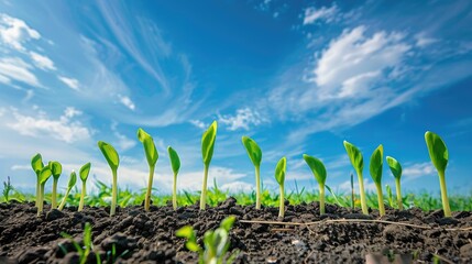 Wheat Sprouts Against Blue Sky