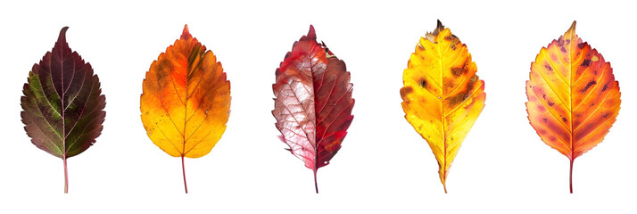 Obraz premium Five Autumn Leaves in Various Shades of Red, Yellow, and Orange