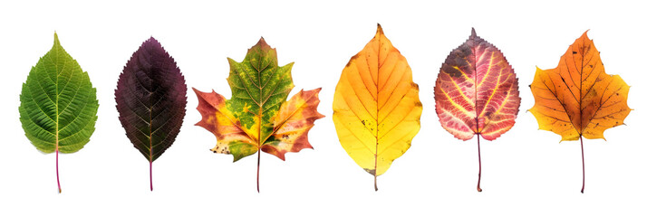 Fototapeta premium Seven Leaves in Autumn Color Palette