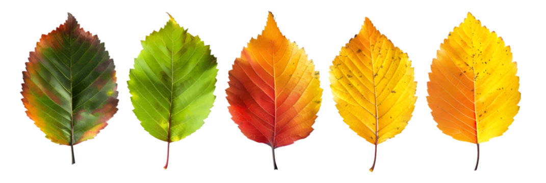 Five Stages of Autumn Leaves