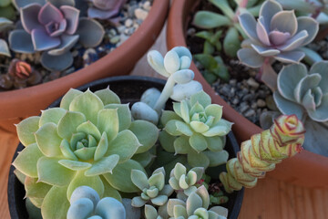 Succulent composition. Background from succulents for publication, poster, calendar, post,...