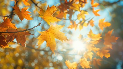 Maple tree leaves in sunlight during autumn