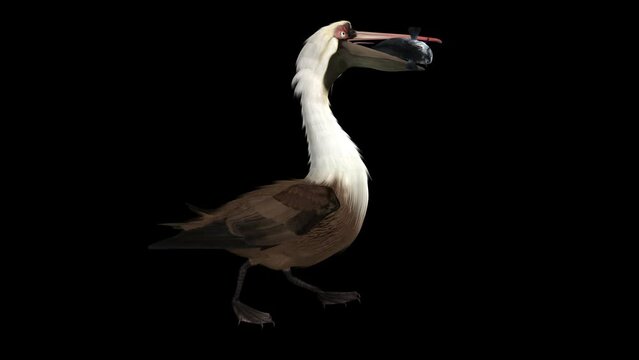 Central American Brown Pelican Bird with Caught Fish - Walking Loop - Side View Close Up - Alpha Channel - Realistic naturalistic 3D animation isolated on transparent background