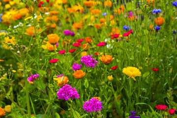 Wildflowers in a colorful mix,  mössinger summermeadow, blue sky