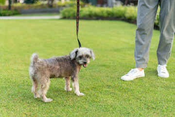 The owner is taking the dog for a walk in the park by tying a leash to prevent loss. Lady playing with old dog. Adopted, Hugs and kiss, Care, Friendship, Casual style, Happy, Positive.