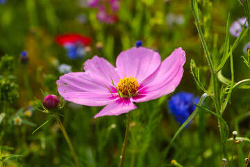 Wildflowers in a colorful mix,  m&ouml;ssinger summermeadow, blue skyw