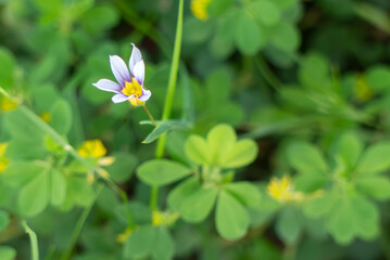 野原に咲く小さなニワゼキショウ　