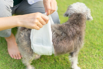 Senior Crossbreed dog wearing a diaper for urinary incontinence. Sick dogs cause problems with...