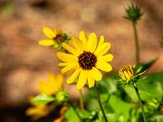 Brittlebush flowers attract butterflies and bees