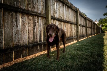 Chocolate elder lab by fence
