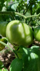 green tomatoes on a vine