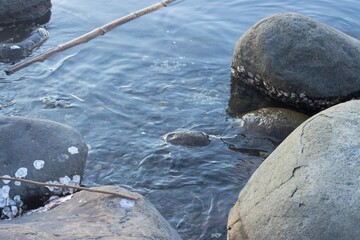 Fototapeta premium rocks in the water