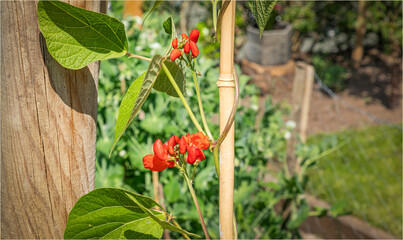 Flowers on a runner bean plant