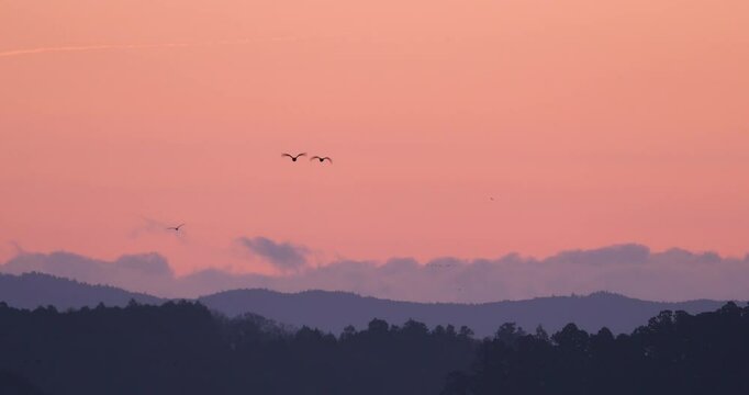 sunrise in the mountains with flock of waterfowls flying 