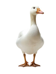 Fototapeta premium Full-sized goose in sharp focus, isolated on a pure white background, showing detailed feathers and body