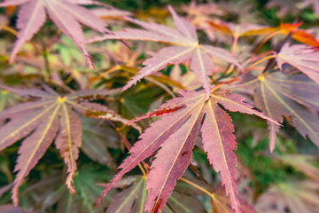 autumn leaves in the forest