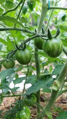 green tomatoes on the vine