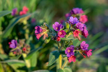 Flowers of lungfort in early spring