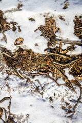 Spring ground covered with thawing snow. Melting ice on dry grass close up.