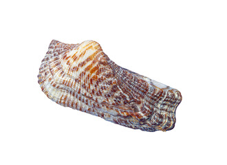 Seashell with a rough texture and brown stripes resting on a blank white surface