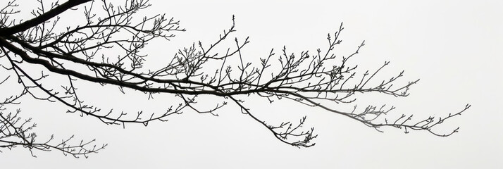 The black branches of a tree in winter, arranged diagonally and very thin with no leaves, stand out against a white background.