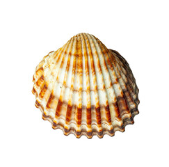 Beautiful seashell displaying concentric ridges, set against a white backdrop