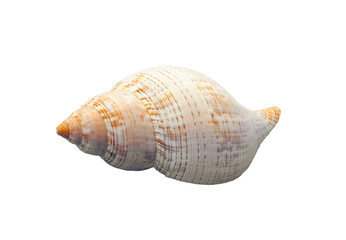 Seashell is laying on a white background, showing its spiral pattern