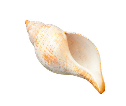 Exquisite empty seashell rests on a pristine white surface
