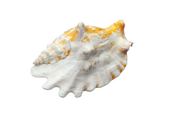 Big orange and white seashell rests on its side against a white backdrop