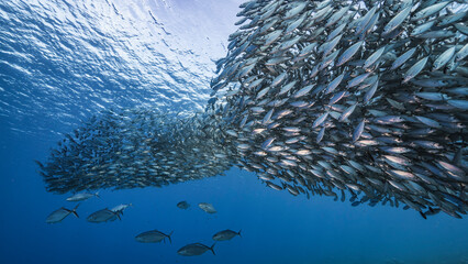 Schooling Fish in the coral reef of the Caribbean Sea