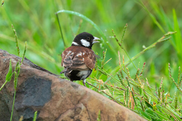 Moineau mélanure,.Passer melanurus, Cape Sparrow